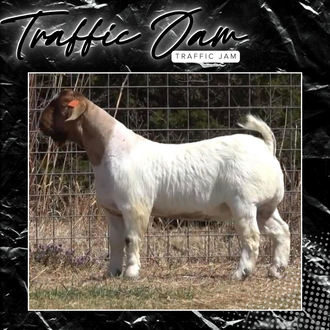 Buck Catalog — 5 Star Boer Goats